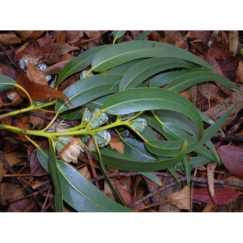 Eucalyptus