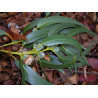 Eucalyptus