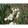 Eucalyptus radiata 