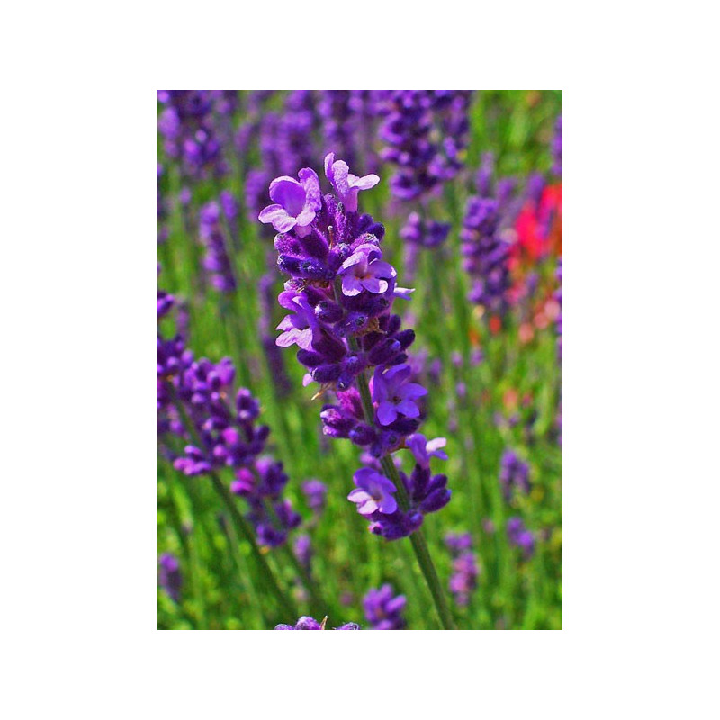 Lavandula officinalis