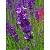Lavandula officinalis