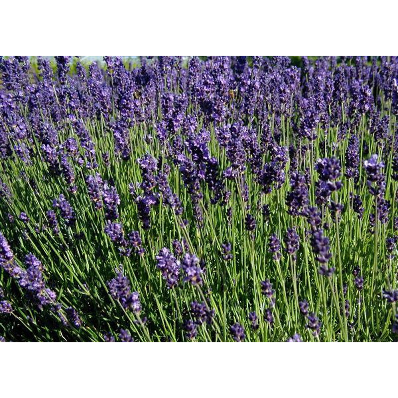 Lavandula spica