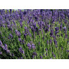 Lavandula spica