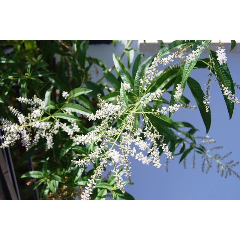 Verveine odorante