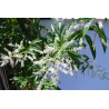 Verveine odorante