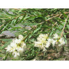Tea tree