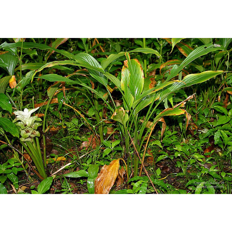 Curcuma