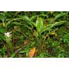 Curcuma