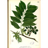 Feuilles d'Inule
