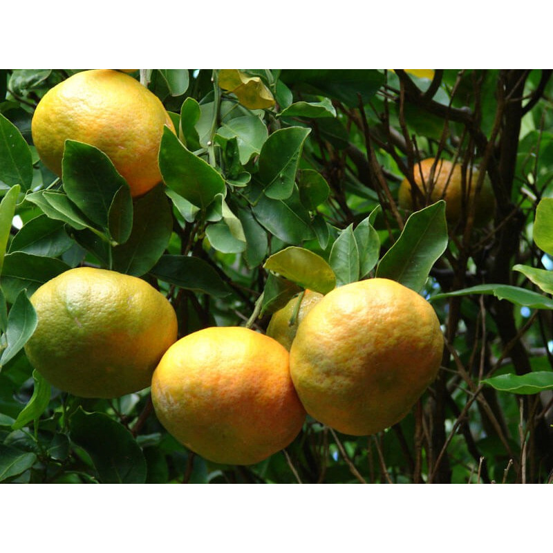 Mandarine