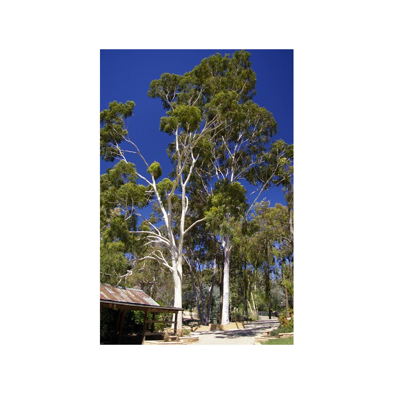 Eucalyptus citronné