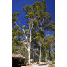 Eucalyptus citronné