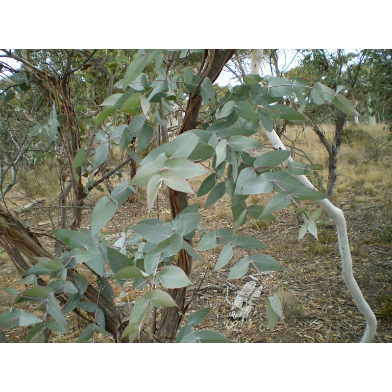 Eucalyptus mentholé
