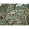 Eucalyptus mentholé