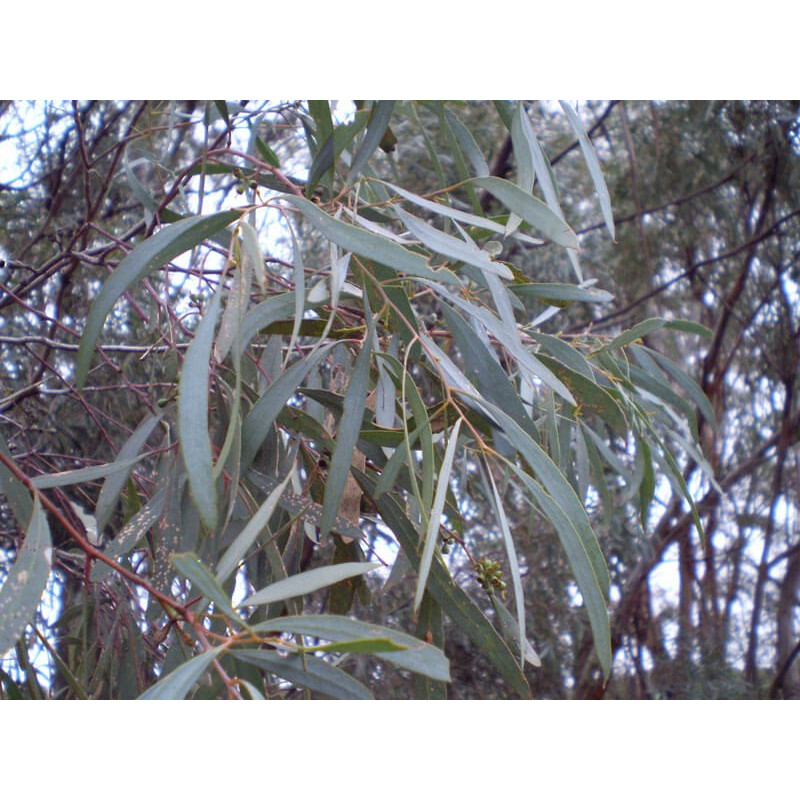 Encalyptus