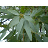 Eucalyptus