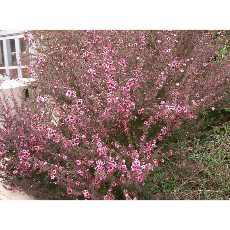 Manuka
