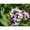 Menthe bergamote