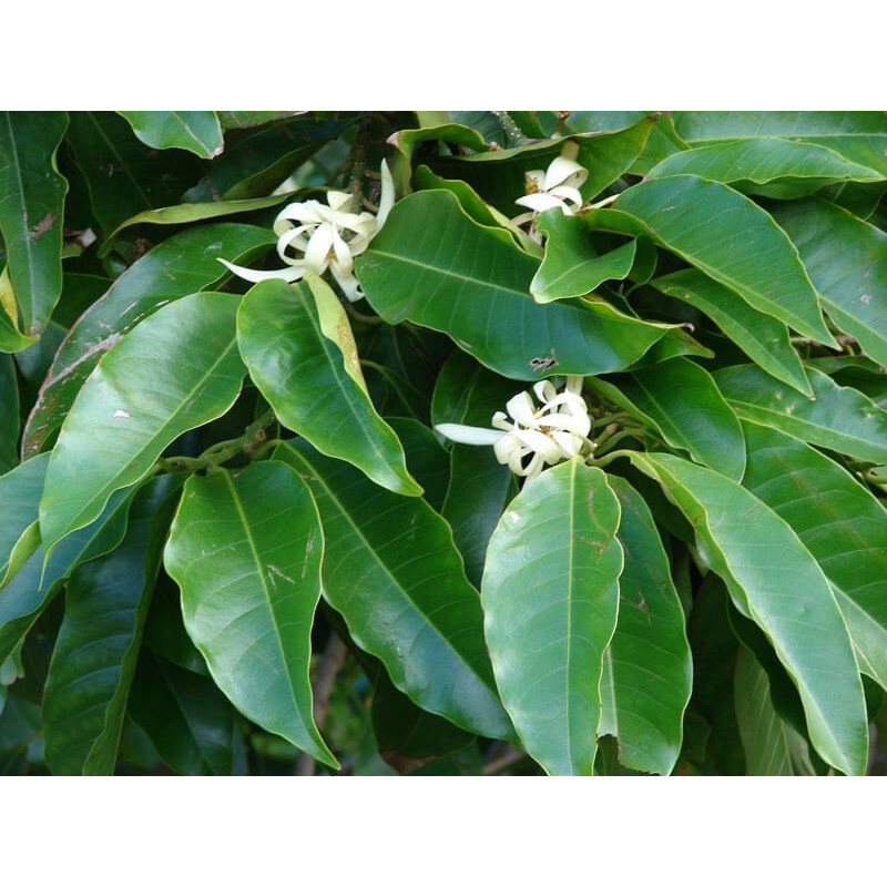feuilles de Magnolia