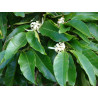 feuilles de Magnolia