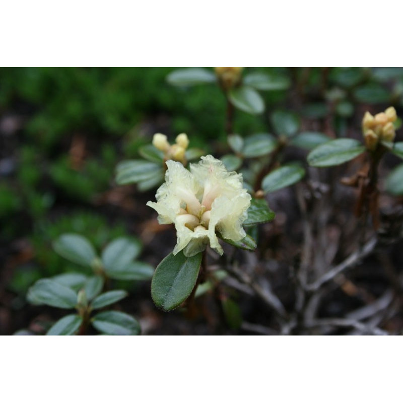 Huile Essentielle de Rhododendron