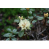 Huile Essentielle de Rhododendron