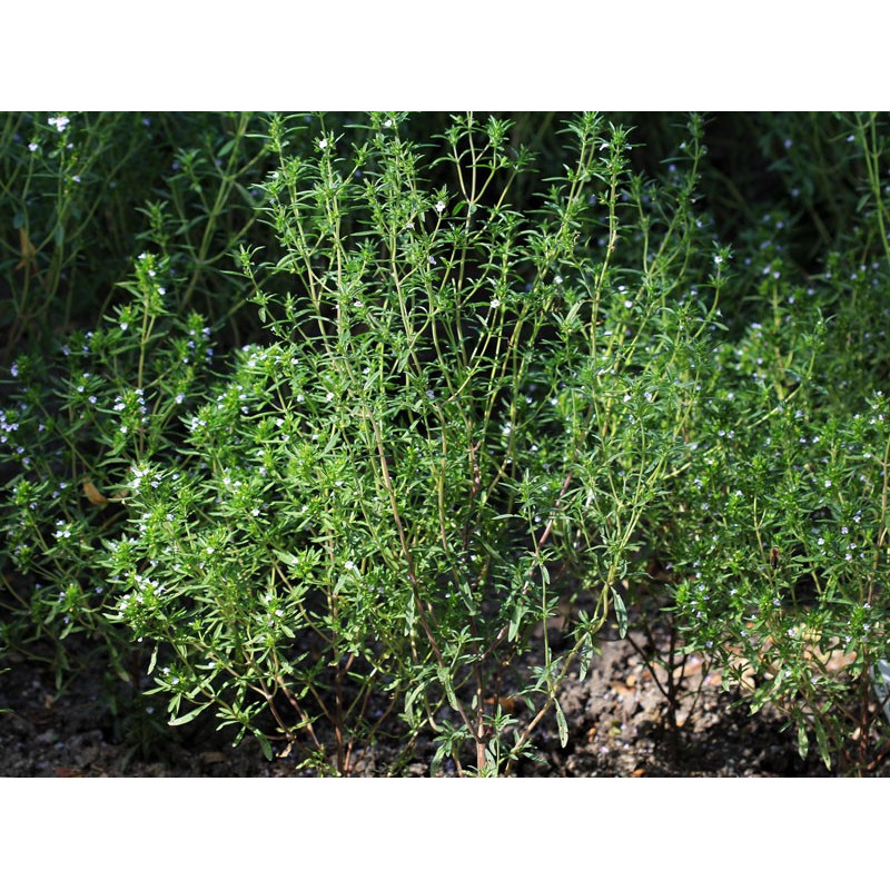 Sarriette annuelle