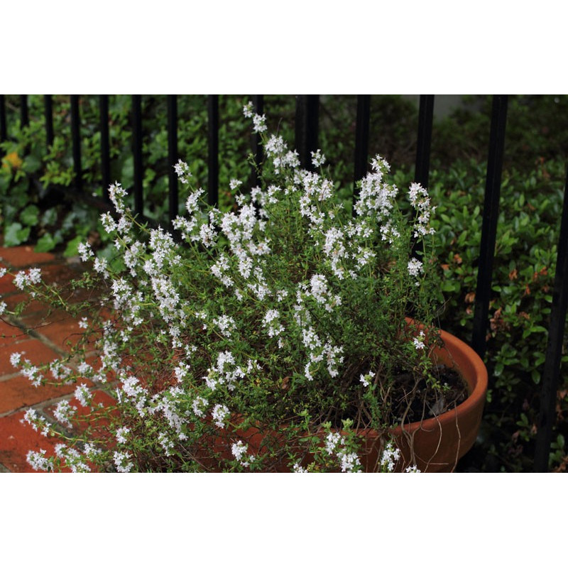 Thym thymol