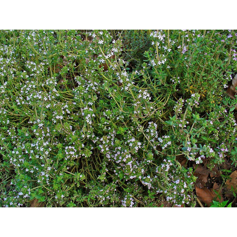 Thym thuyanol