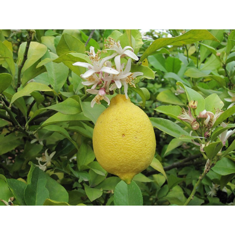 Citron