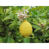 Citron