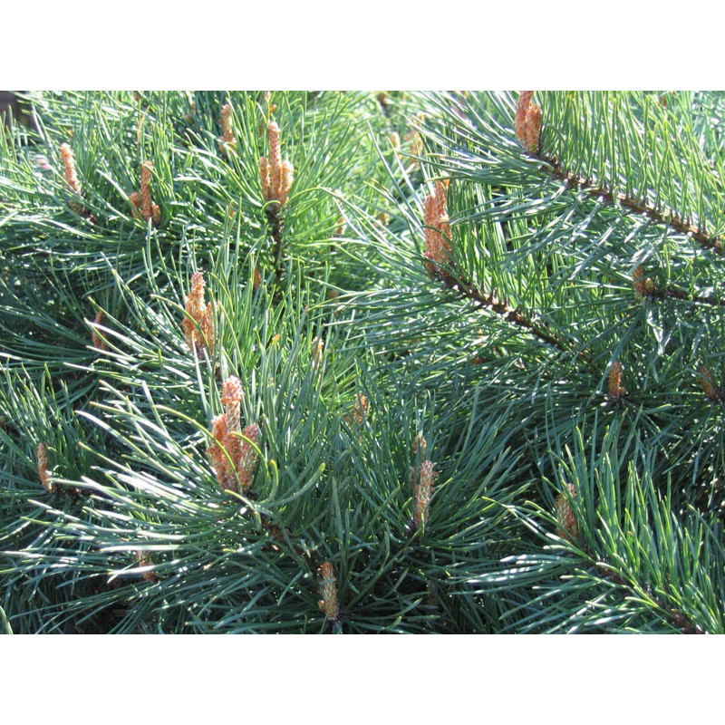Pin sylvestre