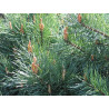 Pin sylvestre