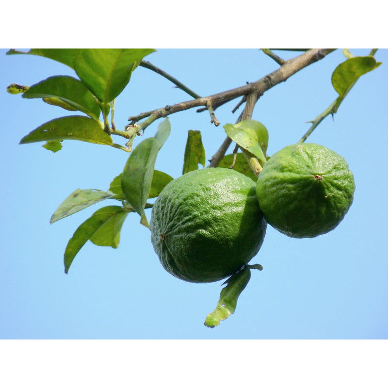 Limette