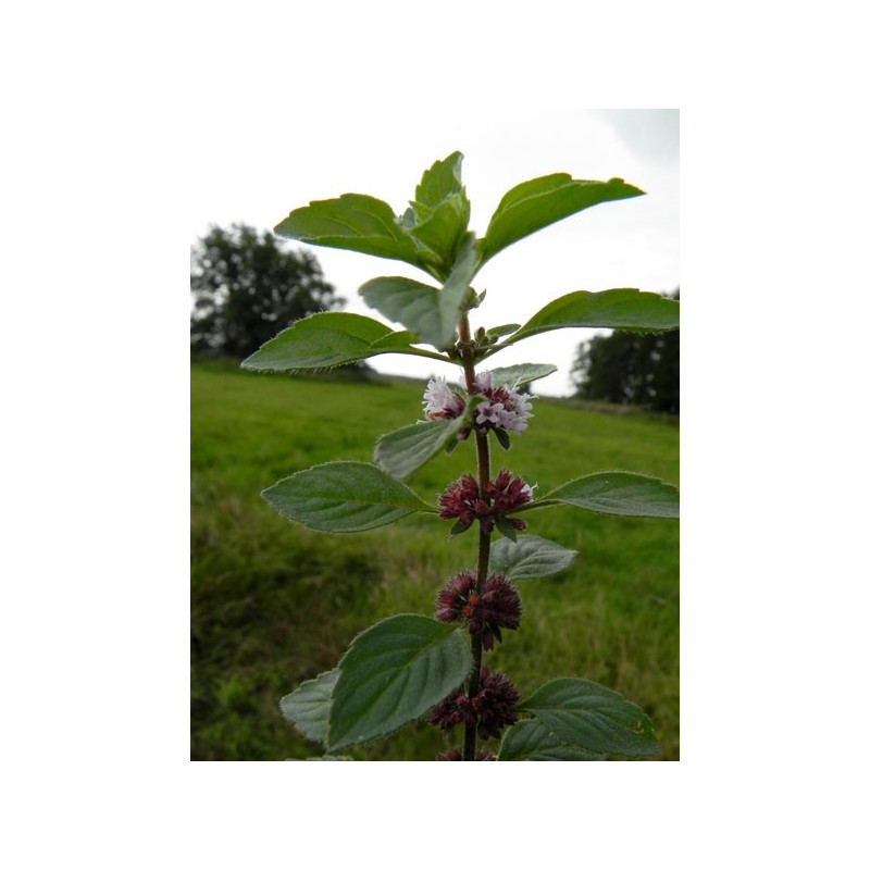 Menthe des champs