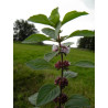 Menthe des champs