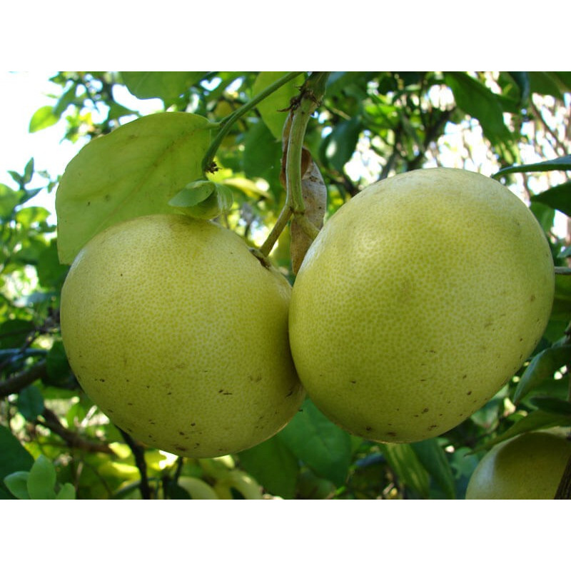 Pamplemousses