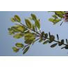 Huile Essentielle de Myrthe Vert  de Corse 5ml