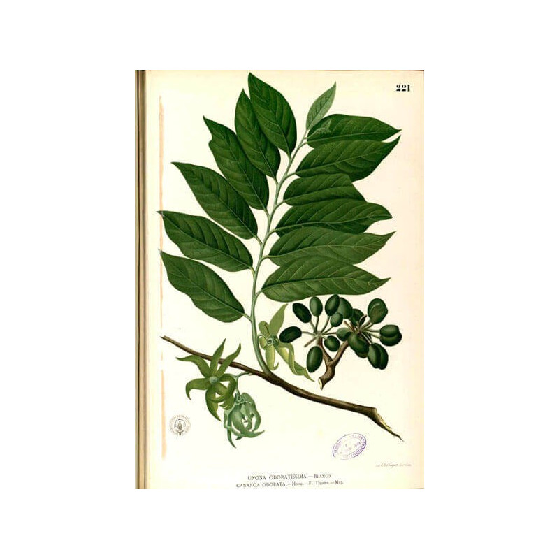 Dessin d'Ylang-Ylang 
