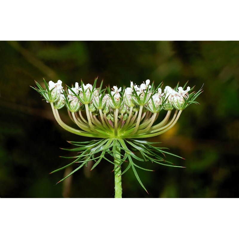 Fleur de carotte