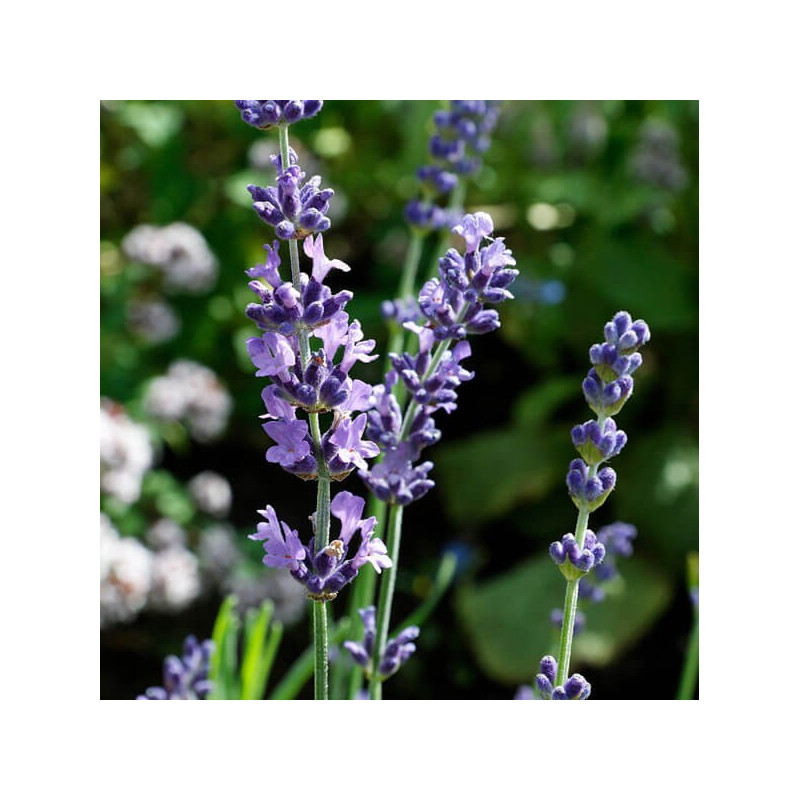 Fleur de lavandin