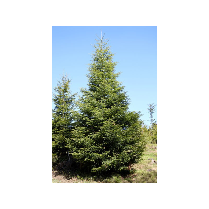 Sapin de Sibérie