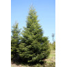 Sapin de Sibérie