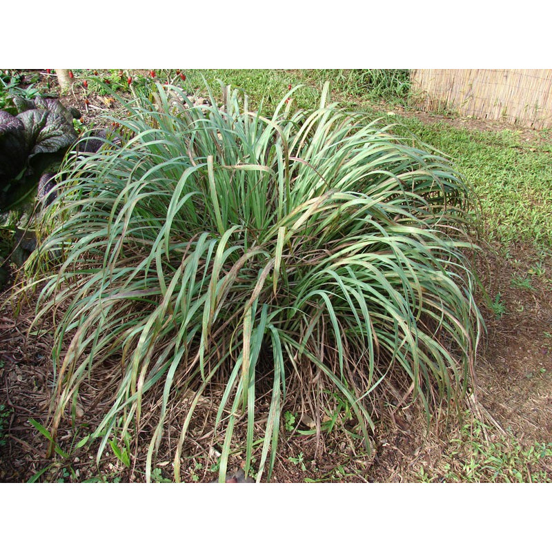 Lemon-Grass