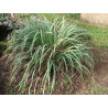 Lemon-Grass